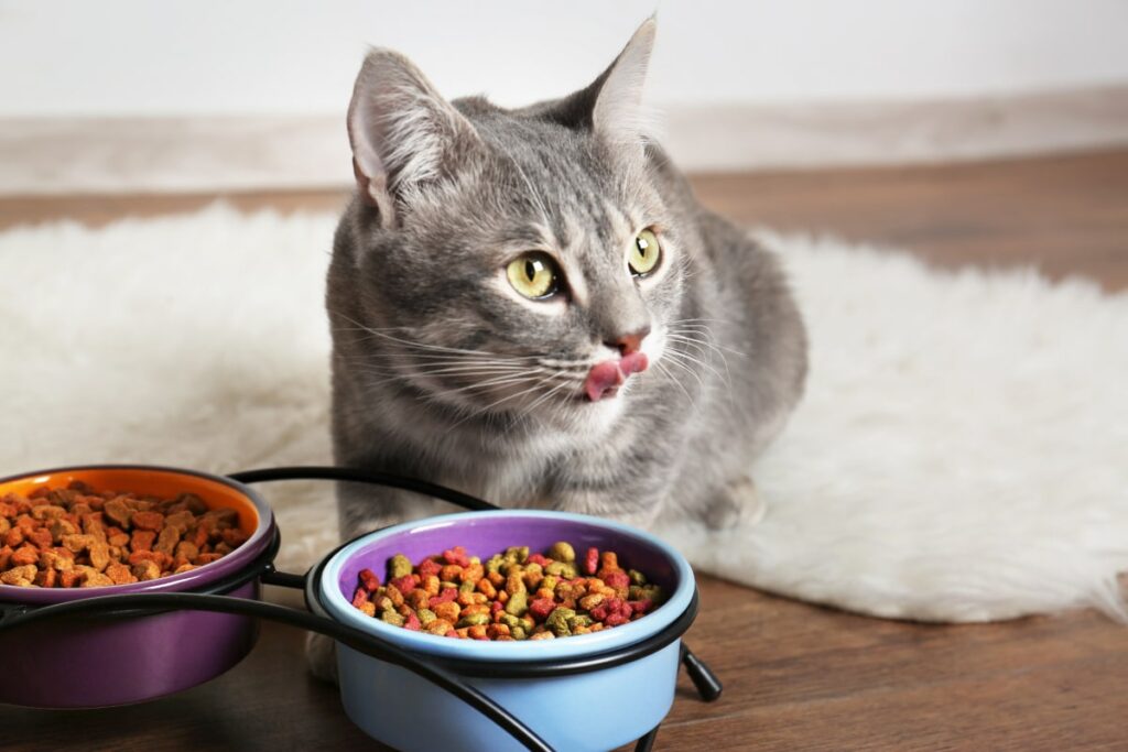 Cat or Food: The Quirky Dilemma That Breaks the Internet