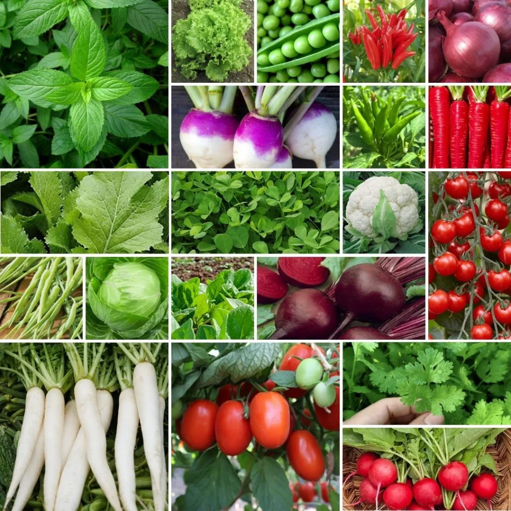 Winter Vegetables: A Seasonal Boost for Health and Flavor